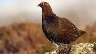 Red grouse call