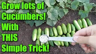 Use THIS Trick to Get a HUGE Cucumber Harvest