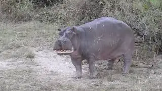 Hippo warning