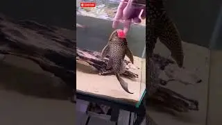 Kenapa nelayan di India benci dengan sucker fish/ikan sapu-sapu?