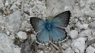 Chalkhill Blue (Male)