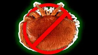 NO MORE VARROA MITES | How to Use Oxalic Acid to Kill Mites in Your Beehive