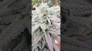 Flaying around some Purple Ghost Candy