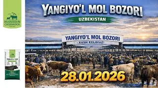 YANGIYO'L Mol Bozori - Bugungi narxlar 28.01.2026. Chorvador Husniddin!