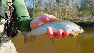 Euro Nymphing a tail end in coloured water.