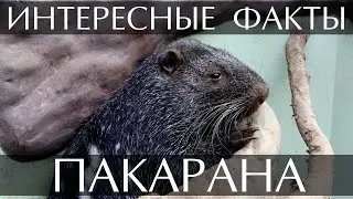 Pacarana (terrible mouse) - interesting facts