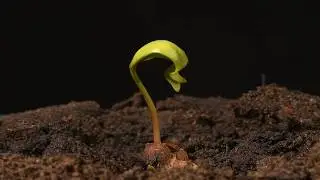 Sycamore seedling growing time lapse filmed over a month