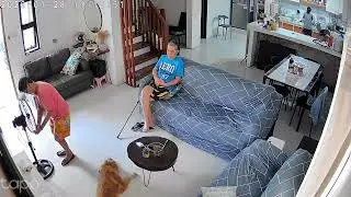 #loveanimals #careforanimals #respectanimals #dog #goldenretriever #parents #cctv #views #trending 