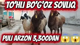 ONA BOLA TO'HLI YIRIK BO'G'OZ SOVLIQ TO'HLI QO'ZI SOVLIQ PULI 3,300DAN