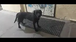Коля Васин Abbey Road The Beatles  Жил Был Пес Leo Ridge Рей Chibo Музей Пса