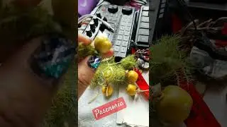What is Bush Passion fruit? #food #subscribers #satisfying #shorts