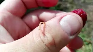 Geometridae sp. (Leach, 1815). Гусеница пяденицы.