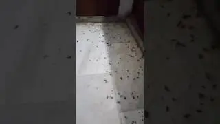 Post Cockroach Control ,for getting service done in your house , contact Hyderabad Pest Control