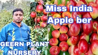 Miss India Apple ber plant Farming Retailel and supplier || West bengal || GREEN PLANT NURSERY