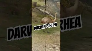 Shooting animals game | catching Darwin's rhea #viralshorts #millionviews @herasChannel