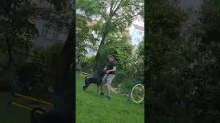 Carlos testet Agility-Sets vom #Hofer #Dobi #dobermann #hundetraining