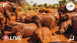 Rescued baby elephants enjoy milk and dust bath | 13th July 2020 | Sheldrick Trust