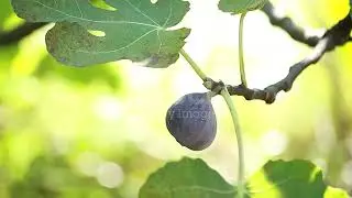 Best 5 Fig Tree For Pacific Northwest