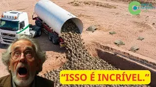 Eles LIBERTARAM Milhares De TARTARUGAS NO SAARA E, Dois Anos Depois, Os Resultados Foram Incríveis