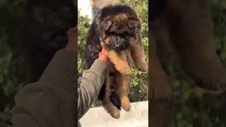 🔥 German Shepherd Male Puppy Sale | 2 Month Old Long Coat Beast 🐕&zwj;🦺 @Petzz_world #shorts #viral