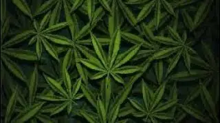 Let&rsquo;s smoke 💨🍃 #funny #fun #legalmarijuana #weedgotmefaded