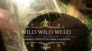SOUNDTRACK WILD WILD WEED #ganjamusic #cannabis #documentation #tribalhemp #strainhunters #wildweed