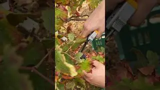 The winemaking process