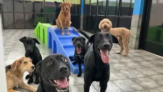 Hounds Town Aurora | Daily Daycare Video - December 18th, 2025