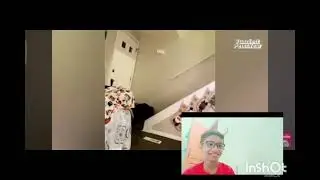 Pets funny video reaction 🤣🤣 and you see my dog 🐕 please check the description  mind testing game 😀 