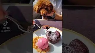 No guilt #nofoodguilt #nofoodguilthere #poodle #poodlesoftiktok #lifestyle