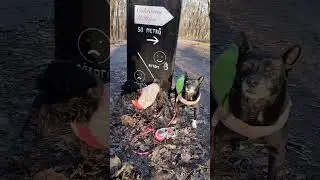 Čajda a Pac&aacute;k na v&yacute;letě v Čimič&aacute;ku.