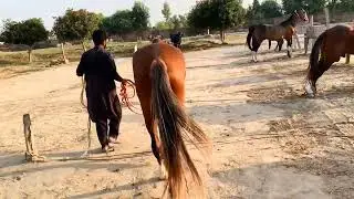 Beautiful horse power || Horse videos 🐎February 3, 2025