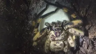 setting up Barylestis scutatus spiderling (Cameroon Crab Spider) enclosure