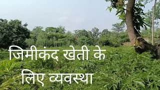 जिमीकंद खेती के लिए व्यवस्था