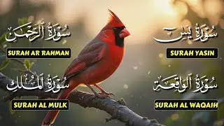 Very Nice Voice &ndash; Surah Yaseen | Ar-Rahman | Al-Waqiah | Al-Mulk | Reciter Ahmed Ibrahim