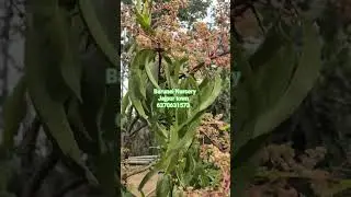 Miyazaki mango plant #baruneinursery #odishajajpur #vairalshors #shorts