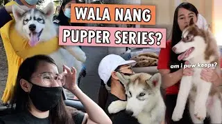 NAREHOME NA ANG SUGARPUPS!! GOODBYE MGA APOS MAMIMISS KO KAYO 🥺💔