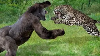 10 Most POWERFUL Land Animals In The World!