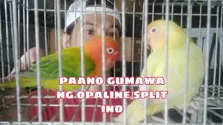 paano gumawa ng split ino split opa. at opaline split ino