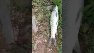 Fishing In Pakistan Rawal Dam Fishing #shortfeed #shorts #ytshorts