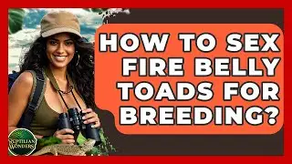 How To Sex Fire Belly Toads For Breeding? - Reptilian Wonders