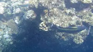 IMGP0014