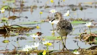 (lAMG  Bird Videos EP21) Small Bird fishing finding food