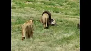 Huge African Male Lions eat first while females wait (Respect)