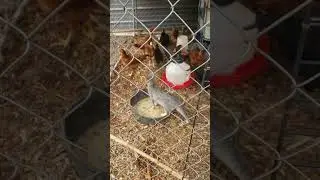 Our Rescue Kitten First Time Around Young Chickens #chicken #cat #farming #life #permaculture #duck