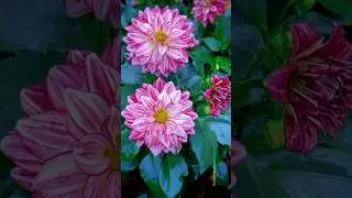 Fresh Dahlia Flowers Blooming 🌸 Soothing Nature Video Pure Natural Beauty