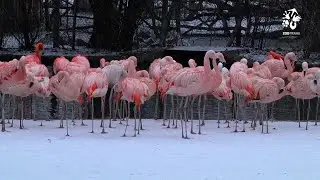 Zoo Praha: Zv&iacute;řatům zima nevad&iacute;