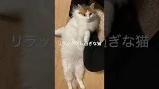 伸び伸び盛り？リラックスし過ぎな猫