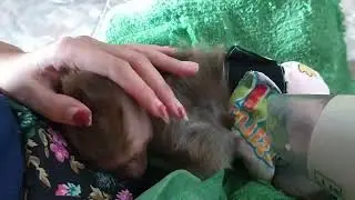 Monyet habis mandi malah ngantuk/After taking a bath using a hairdryer, the monkey is sleepy