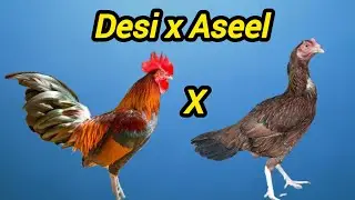 Aseel hen and desi rooster cross breed | aseel and Desi cross breed #roosterfarm